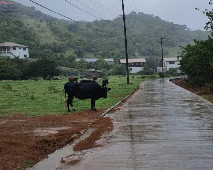 Kühe am Straßenrand