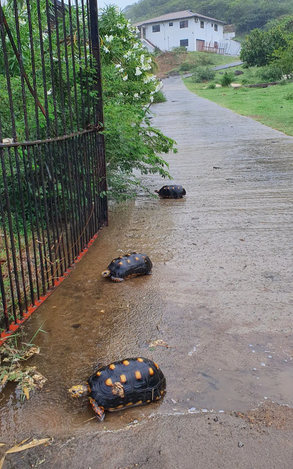 noch drei Schildkröten