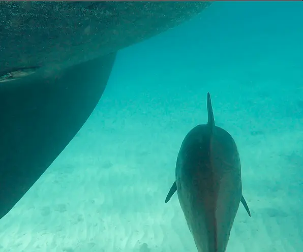 Delfin unter Boot