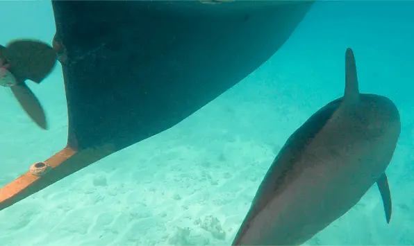 Delfin mit Schraube